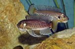 Triglochromis_otostigma_01.jpg