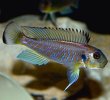 b28bfe26c370c8f392d9b8eba8fe6254--afrikaanse-cichliden-african-cichlids.jpg