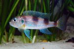 limnochromis-auratus.jpg