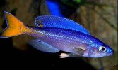 Cyprichromis-leptosoma_01.jpg