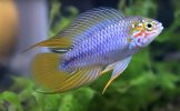 apistogramma_borellii_opal_01.jpg