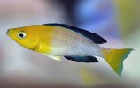 CYPRICHROMIS-LEPTOSOMA-TRICOLOR-MPIMBWE@640.jpg