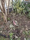 IMG_0009.jpeg