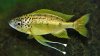 Ophtalmotilapia-nasuta-08-Tiger-1024x576.jpg