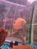 severum at fish store.jpg