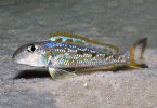 Xenotilapia-ochrogenys-«Singularis»-Lake-Tanganyika-Cichlid.jpg