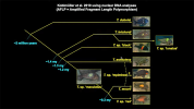 tropheus_cladogram_06.png