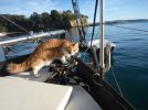 Skatty-Boat-Cat-on-Anchor.jpg