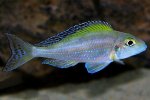 xenotilapia_spilopterus_mabilibili_01.jpg