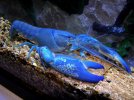 blue_crabs_4.jpg