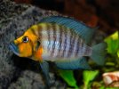 Altolamprologus-compressiceps-Gold-Head-Kasanga-Gold-Head-Kasanga-Compressiceps-Cichlid.jpg