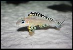 Xenotilapia_papilio_Tembwe_02.jpg