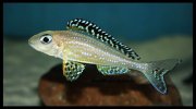 Xenotilapia_papilio_Tembwe_03.jpg